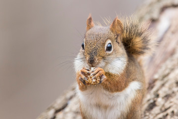 American red squirrel  in autumn © Mircea Costina