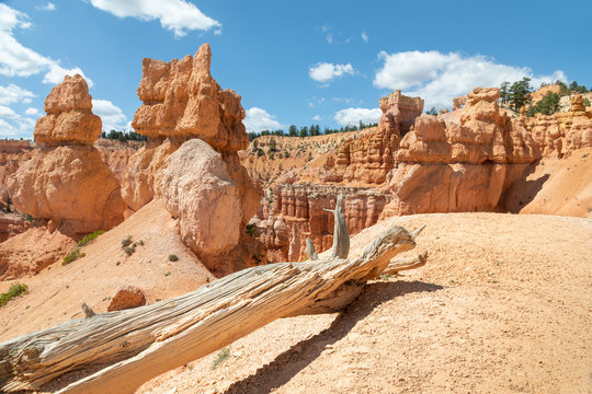 Amphitheater at Bryce Canyon and a dead tree, Utah USA