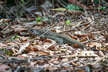 Fototapeta premium Black and white Tegu photographed in Linhares, Espirito Santo. Southeast of Brazil. Atlantic Forest Biome. Picture made in 2013.