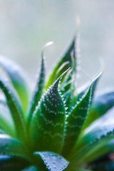 house plants close-up background