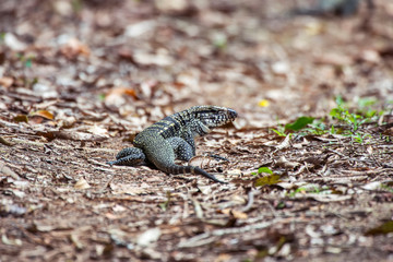 Black and white Tegu photographed in Linhares, Espirito Santo. Southeast of Brazil. Atlantic Forest Biome. Picture made in 2013.