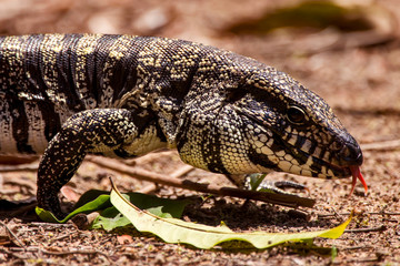 Black and white Tegu photographed in Linhares, Espirito Santo. Southeast of Brazil. Atlantic Forest Biome. Picture made in 2013.
