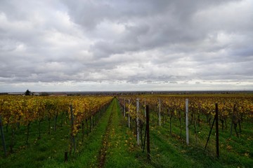 Fototapeta na wymiar Panoramablick über einen Weingarten auf die Landschaft der Südlichen Weinstrasse bei Rhodt unter Rietburg