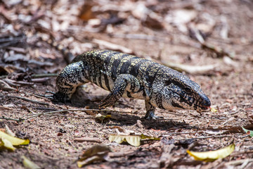 Black and white Tegu photographed in Linhares, Espirito Santo. Southeast of Brazil. Atlantic Forest Biome. Picture made in 2013.