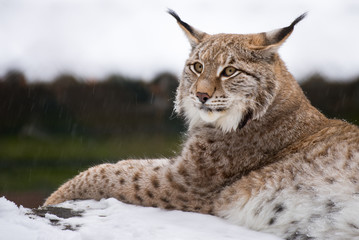 Lynx in snow