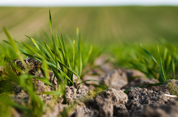 Field of young wheat seedlings growing in autumn. Young green wheat growing in soil. Agricultural proces. Close up on sprouting rye agriculture on a field sunny day with blue sky. Sprouts of rye.
