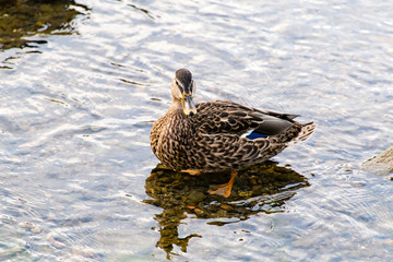 2015年9月, 日本, 京都, 鴨川