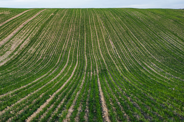 Field of young wheat seedlings growing in autumn. Young green wheat growing in soil. Agricultural proces. Close up on sprouting rye agriculture on a field sunny day with blue sky. Sprouts of rye.