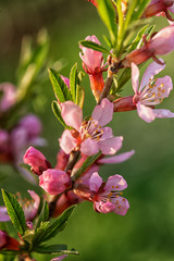 Obraz premium almond tree flower large Planum in the garden in the spring