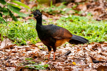 Red billed Curassow Male photographed in Linhares, Espirito Santo. Southeast of Brazil. Atlantic Forest Biome. Picture made in 2013.