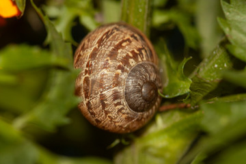 Snail hidden in its shell among plant leaves in Mexico