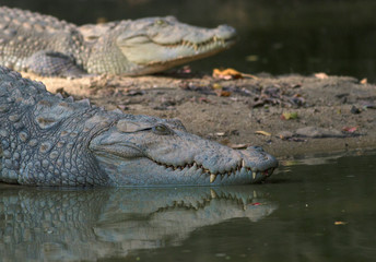 Crocodiles resting; mugger crocodiles in sri lanka