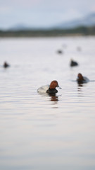 Fotografia naturalistica Toscana