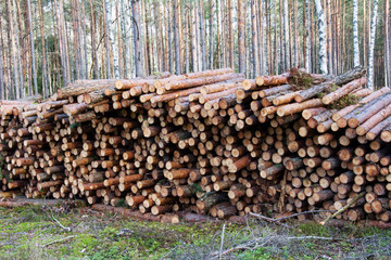 Trunks of felled trees are prepared for transportation on a timber truck. Commercial woodland tree cutting and felling operations. Timber harvesting. A lot of logs lying on the ground in forest.