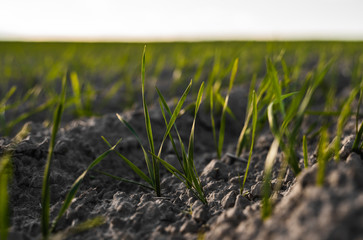 Field of young wheat seedlings growing in autumn. Young green wheat growing in soil. Agricultural proces. Close up on sprouting rye agriculture on a field sunny day with blue sky. Sprouts of rye.