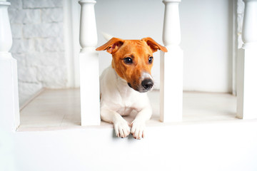 Portrait of a beautiful dog Jack Russell Terrier in home interior. This is hunting dog breed with sweet funny face.