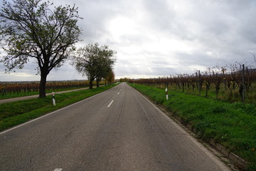 Fototapeta premium Leere Landstrasse zwischen Weingärten 