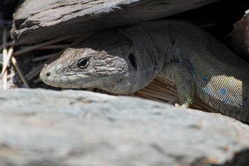große Eidechse die aus ihrem unterschlupf hervorschaut