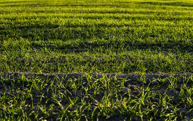 Field of young wheat seedlings growing in autumn. Young green wheat growing in soil. Agricultural proces. Close up on sprouting rye agriculture on a field sunny day with blue sky. Sprouts of rye.