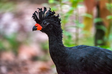 Red billed Curassow Male photographed in Linhares, Espirito Santo. Southeast of Brazil. Atlantic Forest Biome. Picture made in 2013.