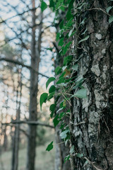 Detail of branches, plants, trees and vegetation in the middle of a forest with green and brown colors