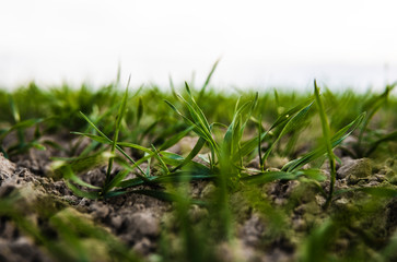 Young wheat seedlings growing on a field in autumn. Young green wheat growing in soil. Agricultural proces. Close up on sprouting rye agriculture on a field sunny day with blue sky. Sprouts of rye.