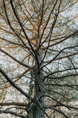Detail of branches, plants, trees and vegetation in the middle of a forest with green and brown colors