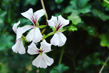 Close up photo of white color Geranium flower with green leaf as background  