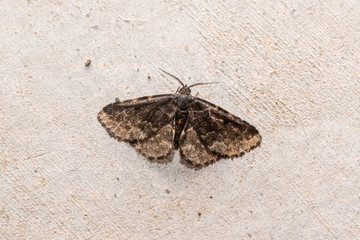 Moth photographed in Linhares, Espirito Santo. Southeast of Brazil. Atlantic Forest Biome. Picture made in 2013.