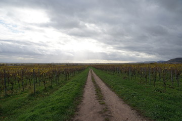 Fototapeta na wymiar Feldweg zwischen Weingärten mit Panoramablick bei bewölktem Himmel