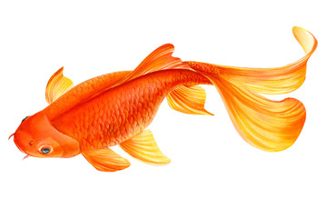 Fototapeta premium watercolor carp, koi fish on white background, hand drawn, illustration for greeting cards, invitations. Watercolor painting