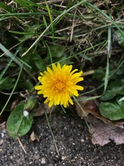 Yellow Dandelion By The Sidewalk