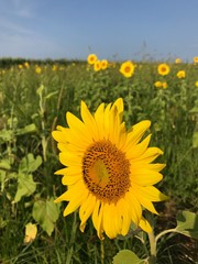 Sunflower In A Field, Pointing Left