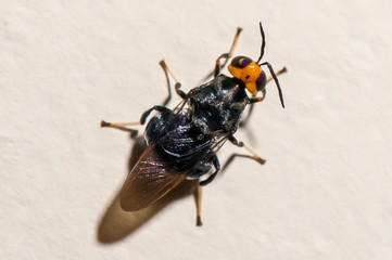 Insect photographed in Linhares, Espirito Santo. Southeast of Brazil. Atlantic Forest Biome. Picture made in 2013.