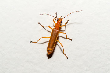 Insect photographed in Linhares, Espirito Santo. Southeast of Brazil. Atlantic Forest Biome. Picture made in 2013.