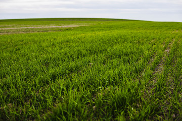 Field of young wheat seedlings growing in autumn. Young green wheat growing in soil. Agricultural proces. Close up on sprouting rye agriculture on a field sunny day with blue sky. Sprouts of rye.