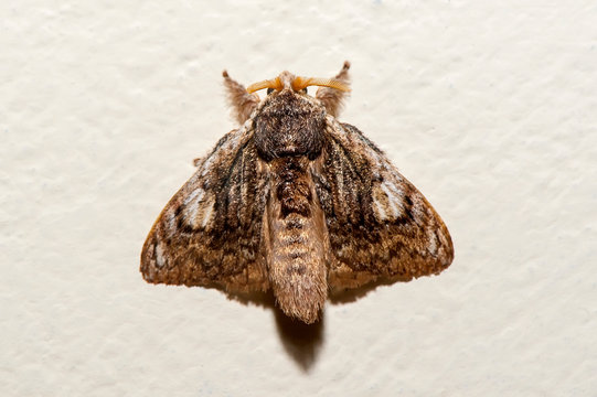 Moth photographed in Linhares, Espirito Santo. Southeast of Brazil. Atlantic Forest Biome. Picture made in 2013.