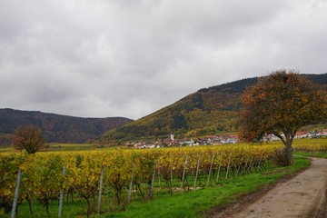 Weg in den Weinbergen bei Rhodt unter Rietburg mit Blick auf Weyher