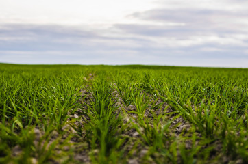 Obraz premium Field of young wheat seedlings growing in autumn. Young green wheat growing in soil. Agricultural proces. Close up on sprouting rye agriculture on a field sunny day with blue sky. Sprouts of rye.