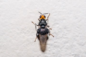 Obraz premium Insect photographed in Linhares, Espirito Santo. Southeast of Brazil. Atlantic Forest Biome. Picture made in 2013.