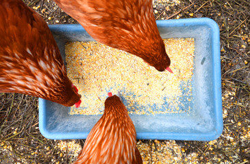 Three hens eating corn top view © Dmytro