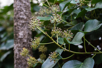Flowering Ivy plant, ivy flowers, ivy bloom, ivy blossom
