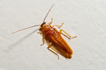 Insect photographed in Linhares, Espirito Santo. Southeast of Brazil. Atlantic Forest Biome. Picture made in 2013.