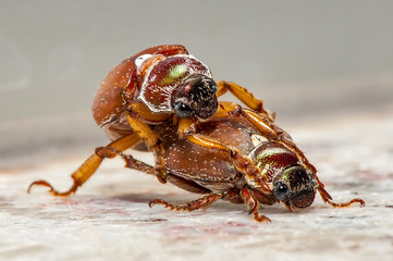 Beetle photographed in Linhares, Espirito Santo. Southeast of Brazil. Atlantic Forest Biome....