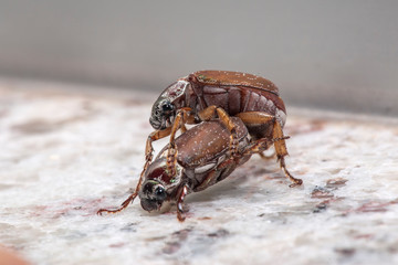 Beetle photographed in Linhares, Espirito Santo. Southeast of Brazil. Atlantic Forest Biome. Picture made in 2013.