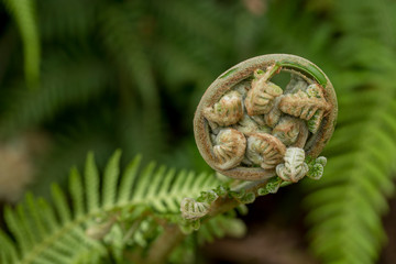 close up of fern fonds in a rain forest