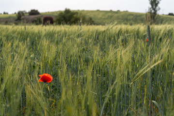 Wheat field with sunlight and yellow, green, brown and blue colors
