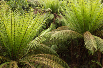 close up of fern fonds in a rain forest