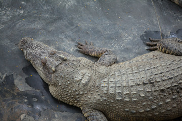 crocodile with open mouth
