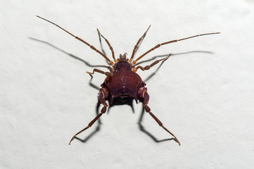 Opiliones photographed in Linhares, Espirito Santo. Southeast of Brazil. Atlantic Forest Biome....